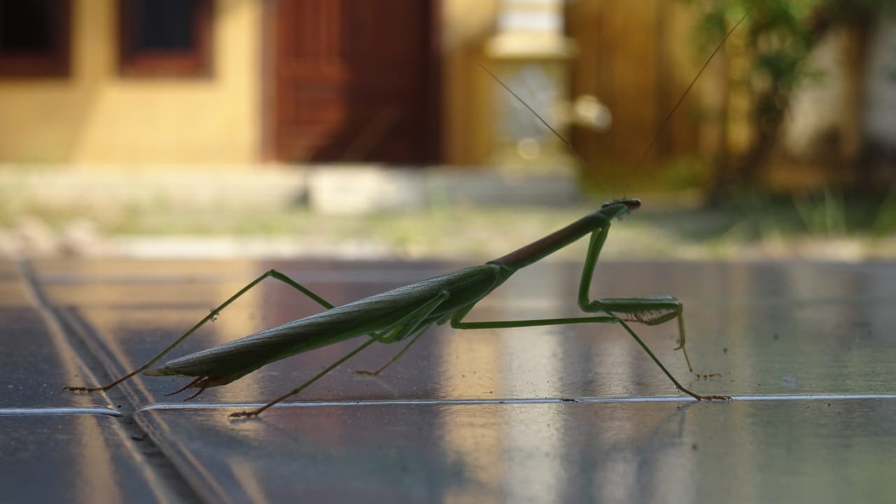 mantis belalang sembah